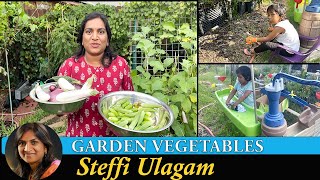 Garden Vegetables Steffi Ulagam  Harvesting Vegetgables from Home Garden in Tamil [upl. by Nwahsirhc586]