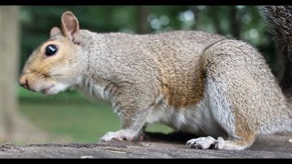 Teeth Chattering Squirrel Close Up [upl. by Sonny202]