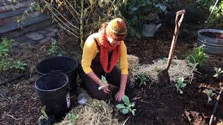 5 Easy Steps To Plant Tree Collards [upl. by Wendel]