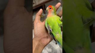 Mini vlogs with birds 🦜 love birds baby birds shortsfeed lovebirds parrot minivlog [upl. by Neelyhtak]