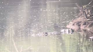 Saltwater Crocodile Sungei Buloh Singapore September 2023 [upl. by Nilam]