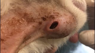 Enormous Botfly Maggot Eliminated From Cats Neck 4 [upl. by Enineg56]