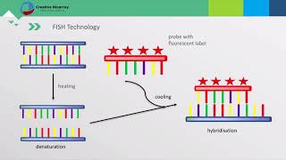 Fluorescent In Situ Hybridization FISH Assay [upl. by Atreb]