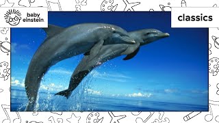 World Animal Adventure Part 2  Animal Videos for Kids  Baby Einstein [upl. by Annasoh642]