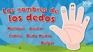 Nombre de los dedos de la mano español para niños  Videos Aprende [upl. by Eibbil769]