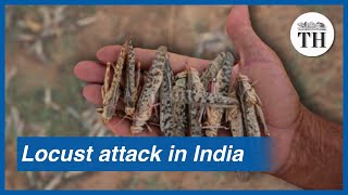 Locust attack in India [upl. by Llyrehc]