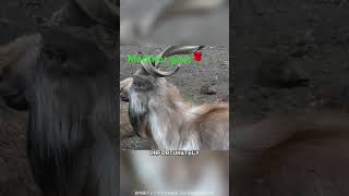 Markhor goat🐐 wildlife animaldocumentary goat nature [upl. by Etnud]