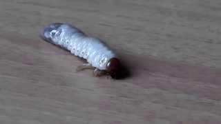 INSETTI Larva di Maggiolino [upl. by Aube]