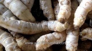 Silk worm farming in India how your silk is made [upl. by Berny]