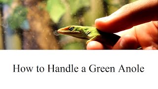 How to Handle a Green Anole [upl. by Nimrak]