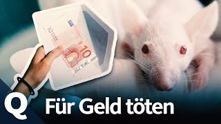 Sozialexperiment Das machen Menschen für Geld  Quarks [upl. by Ahsak691]