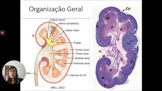 SISTEMA URINÁRIO Aula 2  Aspectos Histológicos dos Rins [upl. by Mingche513]