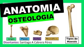 ▌ANATOMÍA ▌OSTEOLOGIA ▌ TIPOS DE HUESOS Y CLASIFICACIÓN ▌💀 [upl. by Enilrem548]