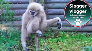 Hilarious Gibbons Freak Out About Rodent [upl. by Anyah635]