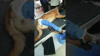 Bandaging of leg dog pet trending [upl. by Karlee]