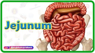 Jejunum Gross anatomy Blood supply Venous drainage Nerve supply and Histology  USMLE Step 1 [upl. by Droffilc]