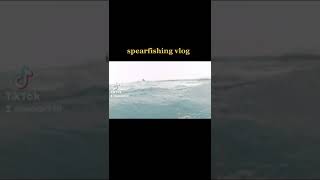 spearfishing in fiji Island [upl. by Vito]