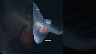 New glowing species discovered in deep sea [upl. by Woodrow710]