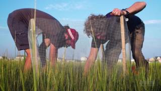 Trophic Cascades in Salt Marsh Ecosystems  HHMI BioInteractive Video [upl. by Mrots]