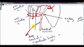 anastomosis around surgical neck DR SAMEH GHAZY [upl. by Maida]