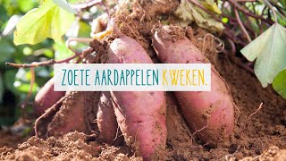 Zoete aardappelen kweken [upl. by Oramug620]