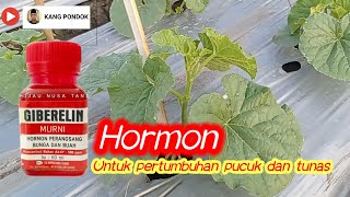 Hormon untuk pertumbuhan pucuk dan tunas [upl. by Onateag]