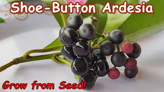 Grow Shoebutton Ardisia from Seed  Ardisia Elliptica [upl. by Binny388]