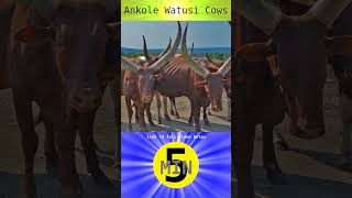 Ankole Watusi Cows  Short [upl. by Brunhilda]