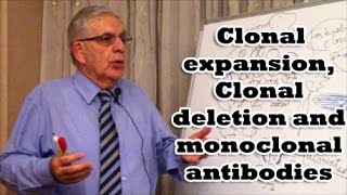 Clonal expansion Clonal deletion and monoclonal antibodies [upl. by Htebazil]