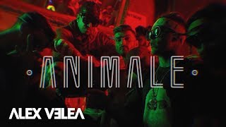 Alex Velea  Animale  Official Video [upl. by Sachsse]