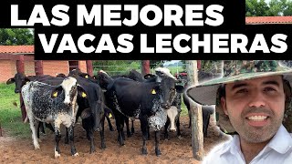 Beneficios De La Raza Girolando  Vacas Lecheras [upl. by Aneelak984]