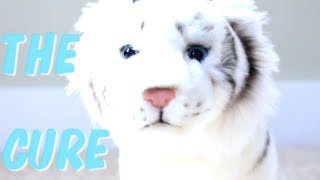 The Cure Webkinz Music Video [upl. by Bonaparte]