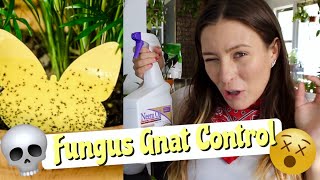 9 EASY Solutions For Fungus Gnats  How To Get Rid of Fungus Gnats in Houseplants [upl. by Yerdua]