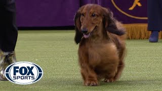 Group judging for the Hound Group at the 2019 Westminster Kennel Club Dog Show  FOX SPORTS [upl. by Uah]