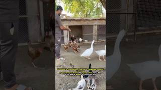 Hens not laying eggs foryou henfarm petsvlogs minizoo aseelmurga ducks [upl. by Nagirrek]