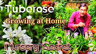 Secret method of Growing Tuberose from Tubers at Home । Growing Rajnigandha Tubers [upl. by Newmann]