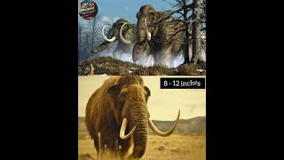 Woolly Mammoth  How does woolly Mammoth disappeared elephant mammoth facts shorts ytshorts [upl. by Holder]