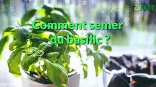 Comment SEMER du BASILIC [upl. by Sidonius]