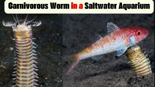 Carnivorous Worm in a Saltwater Aquarium  Eunice Aphrodite [upl. by Brawley]