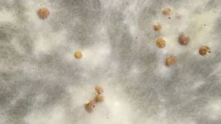 Sclerotium formation timelapse [upl. by Anes568]