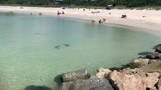 Hungry sharks dont deter Nokomis Florida beachgoers [upl. by Elrahc431]