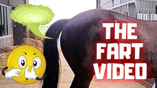 Funny horse fart video April Fools Day🙃 Friesian Horses [upl. by Margeaux]