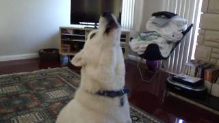 Siberian Husky Howling [upl. by Ellemaj]