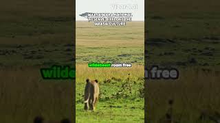 Maasai Mara National Reserve Kenya Explore the Maasai culture [upl. by Llertram]