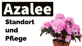 Azalee  Pflege und Standort [upl. by Okoy]