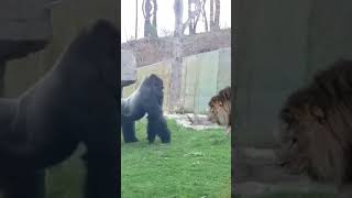 Lion vs Gorilla Who Wins a Fight See the answer in the channel video lion gorilla lionfight [upl. by Nillad]