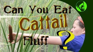 Can you eat cattail fluff [upl. by Nixie]