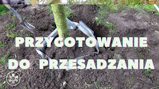 Jak przygotować drzewa do wiosennego przesadzania [upl. by Akemihs]