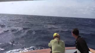 Ocracoke NC Blue Marlin  Salvation Sportfishing [upl. by Nesmat]