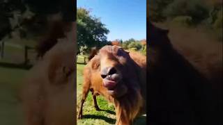 Bakri Ki video 🤣😎funny funny catvideos youtubeshorts trendingshorts shorts subscribe [upl. by Caneghem]